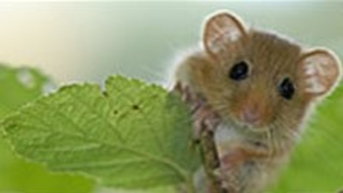 Kalendárium prírody - Plch už spí