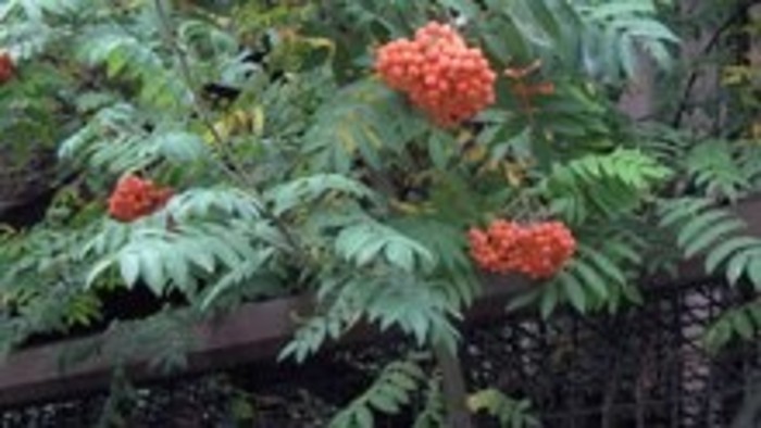 Kalendárium prírody - jarabinové hody