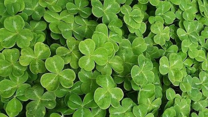 Bratislava to join celebrations of Ireland's St. Patrick's Day