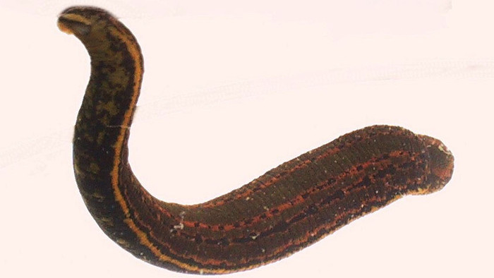 Pijavice