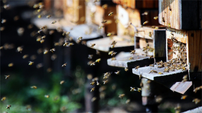 Beekeepers protest against use of neonicotinoids