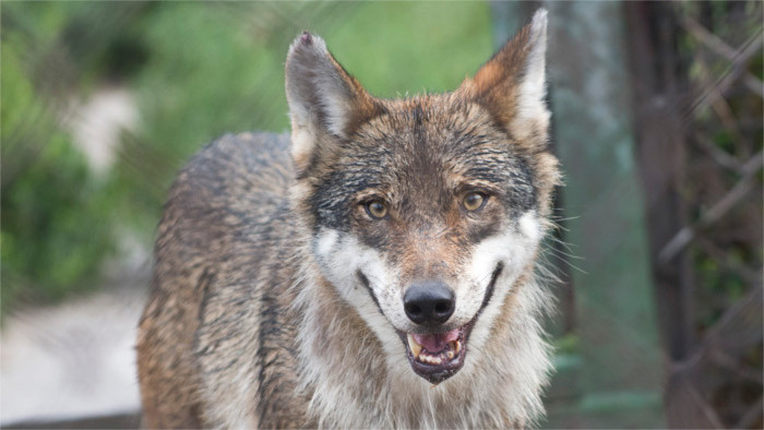 Declaran al lobo animal protegido