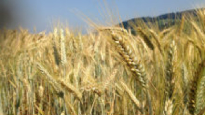 Zo slovenských polí - Špalda