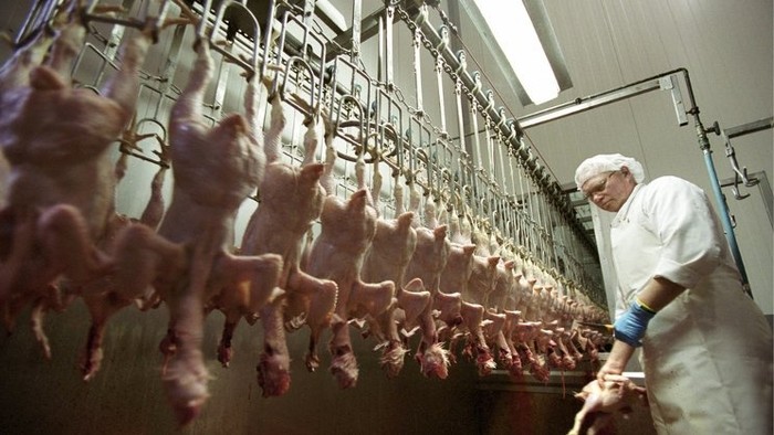 Poultry producers fear flood of chickens from Ukraine