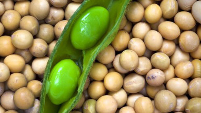 Soya could be Slovak’s ticket to GMO-Free Country club 
