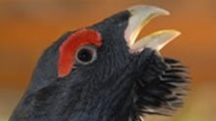 Kalendárium prírody - jesenná repríza tokánieho zaliečania