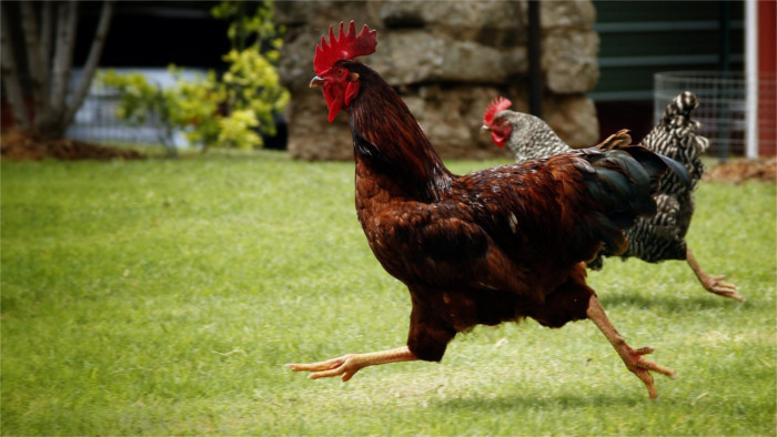 When the chicken tastes like…drugs