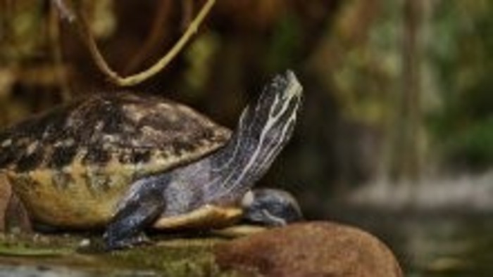 Vo viváriu Slovenskej poľnohospodárskej univerzity sa podarilo úspešne odchovať korytnačku lúčovú