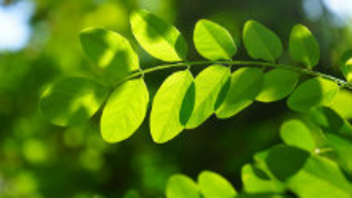 Ktoré stromy sú vhodné do našich miest? 