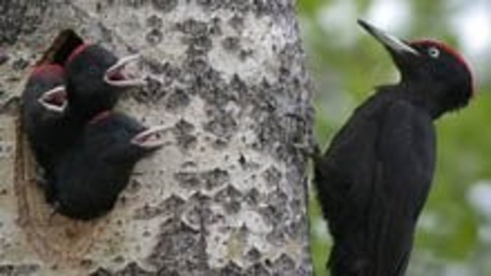 Kalendárium prírody: Dvorenie tesára čierneho