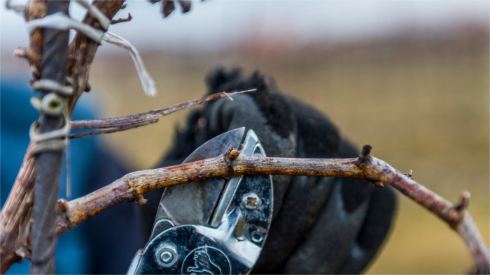 Slovak vineyards frost-damaged for second year in row
