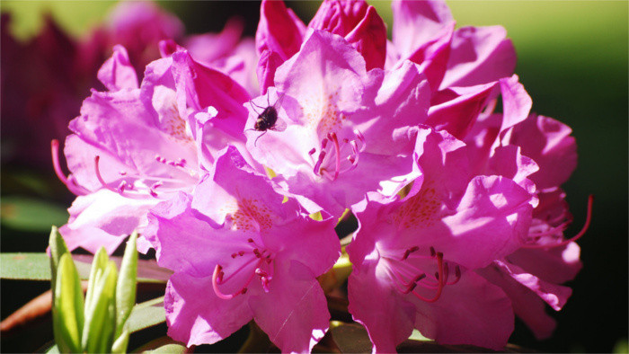 Beauty of Rhododendrons in bloom 