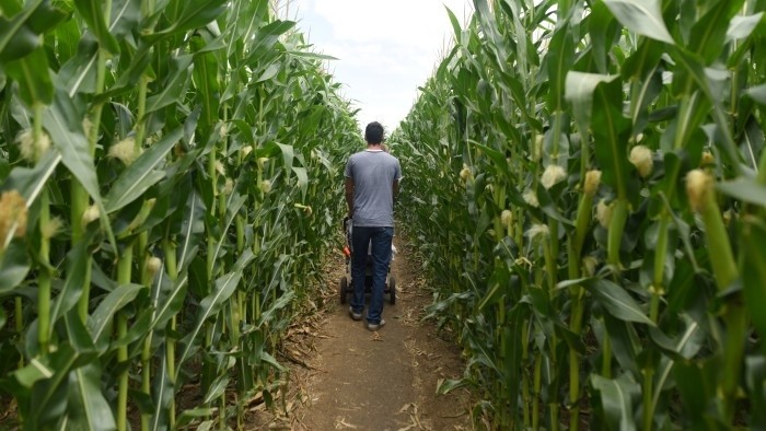 Kukuričný labyrint