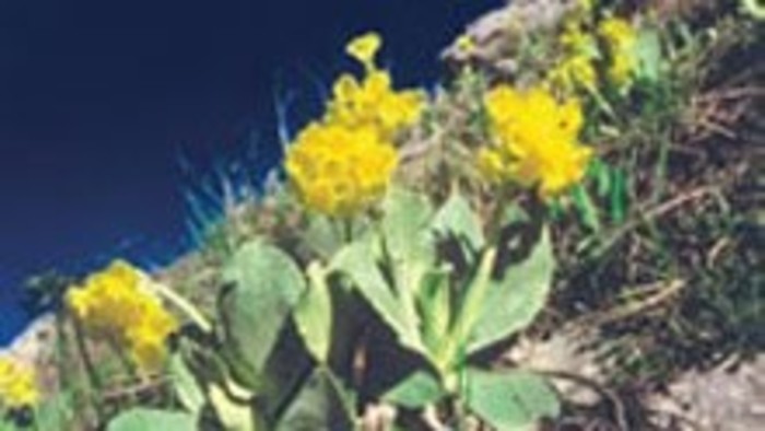 Kalendárium prírody - lekáreň Príroda