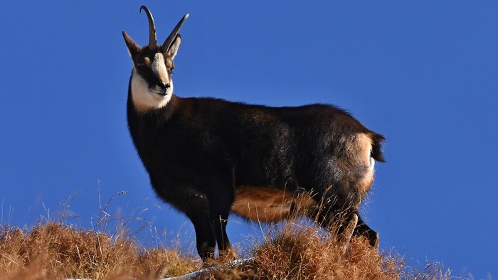 Etat actuel des chamois dans les Tatras