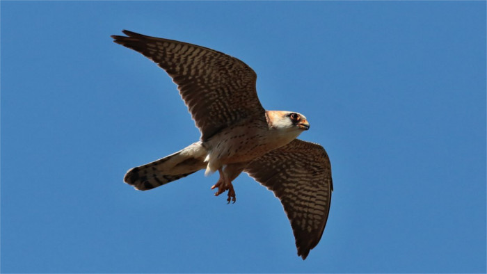 Poor nesting season puts red-footed falcon on brink of extinction