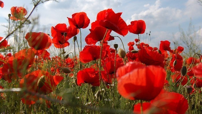 Tohtoročná úroda maku v Honte