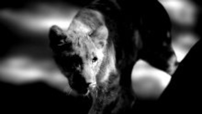 Neznáma šelma je stále vonku