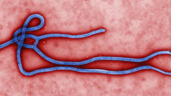 Ebola