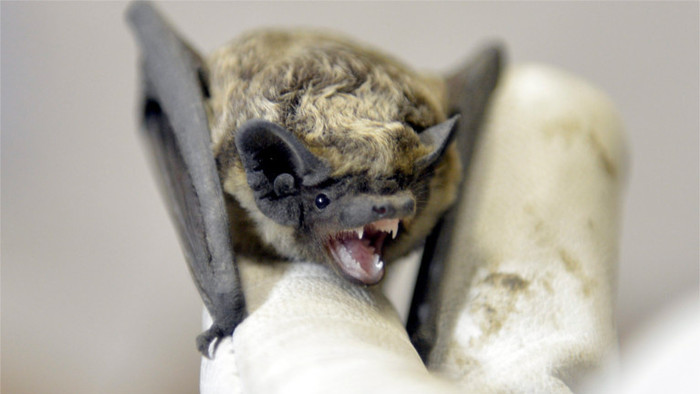 First Slovak Bat Night 