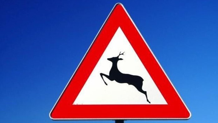 Forest roads swarming with game