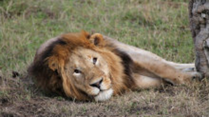 Spektrum