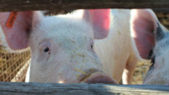 Spomienky veterinárneho lekára Júliusa Molnára