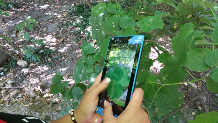 Pl@ntNet mobile application released in Slovakia