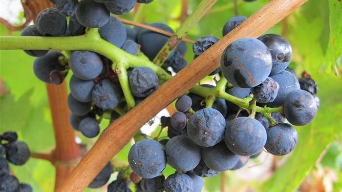Nebíčko v papuľke - vinobranie