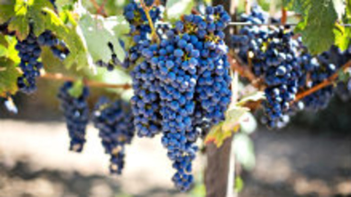 Vinobranie vo veľkokrtíšskej oblasti