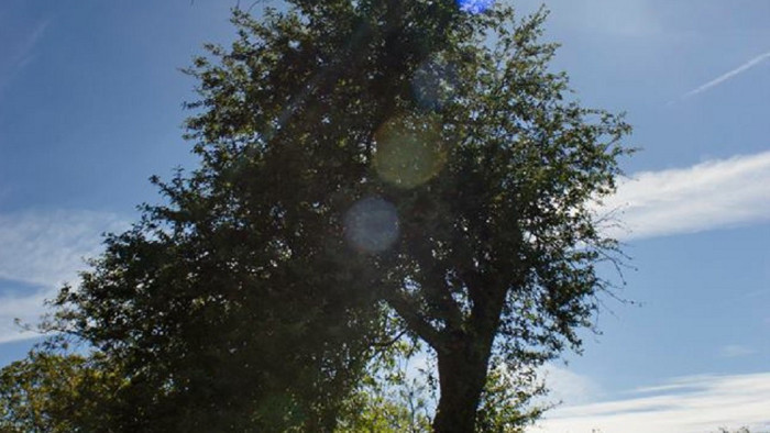 Tree of the year 2017 award to Bošáca