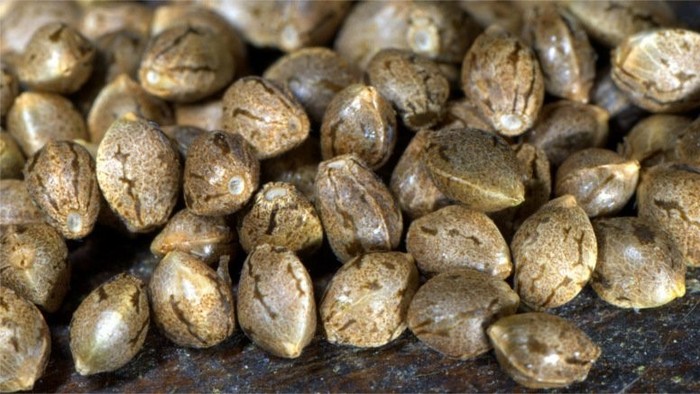 Cannabis seeds no longer seen as narcotics