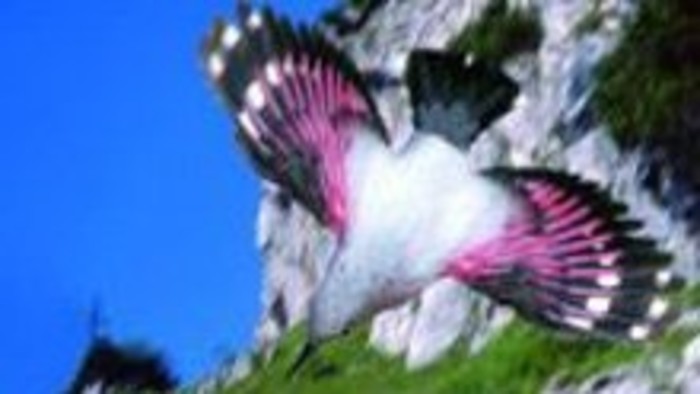 Kalendárium prírody - murárik červenokrídly