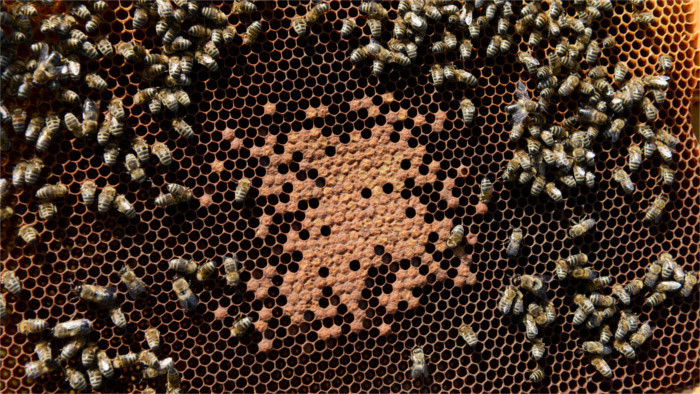 Support for beekeepers