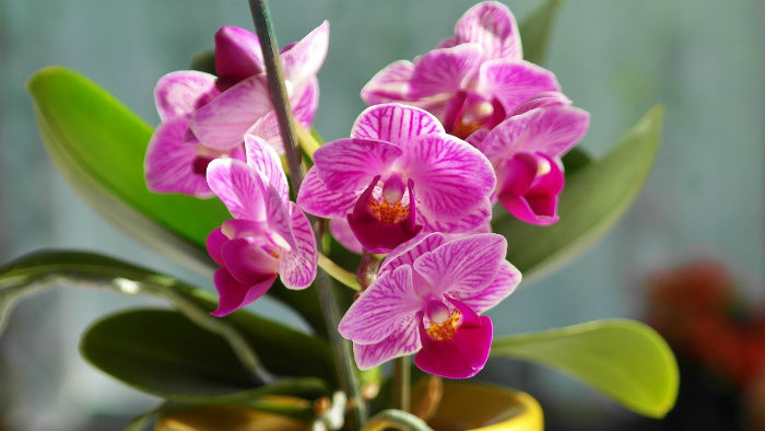 Jedinečné orchidey v nitrianskej botanickej záhrade