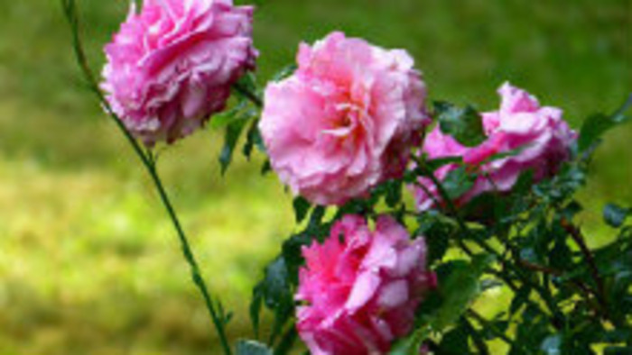 Ružovú grófku z Dolnej Krupej postihol krutý osud 