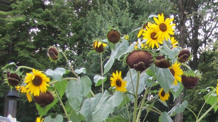 Kúpa botanickej záhrady