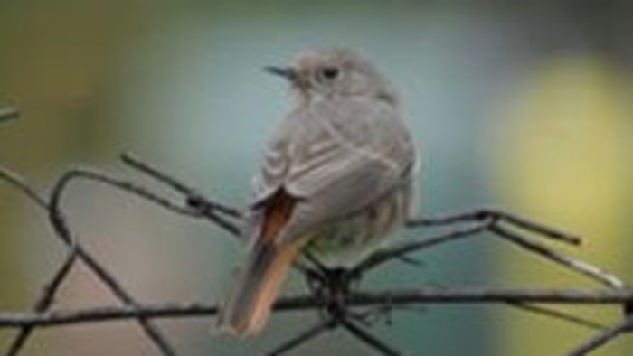 Vtáčí hostia z ďalekého severu