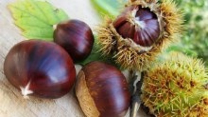 Gaštany jedlé sa môžu opäť vysádzať