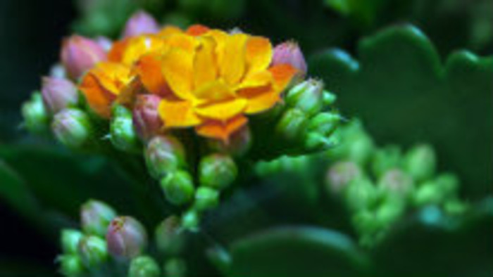 Kvetom tohtoročnej Flóry je nezvyčajný druh kalanchoe