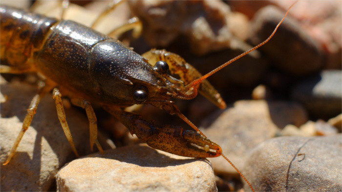 Crayfish illegally caught in eastern Slovakia