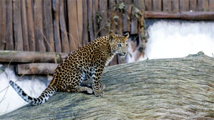 Bratislava Zoo evacuated 