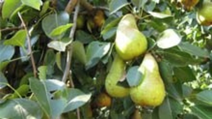 Divácka a poslucháčska hra v Hrušove