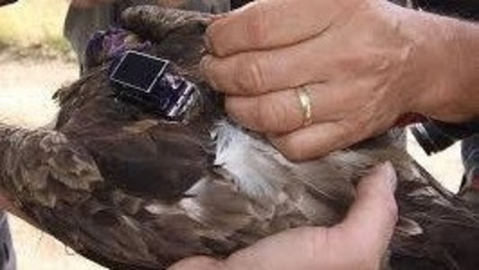 El águila eslovaco “Arnold“ ha sobrevolado la zona de guerra en Siria