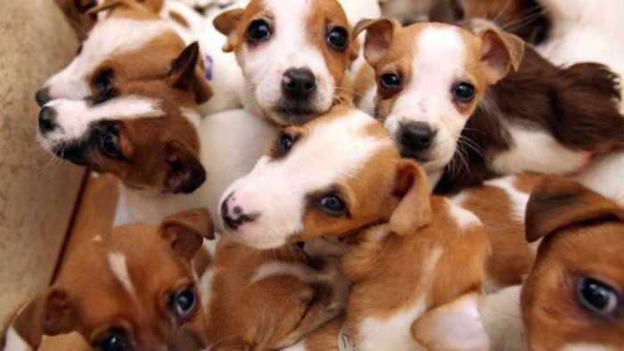 Illegal shipment of 67 puppies intercepted at borders over weekend