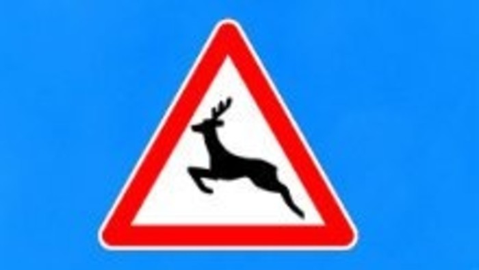 Zrážka s divou zverou