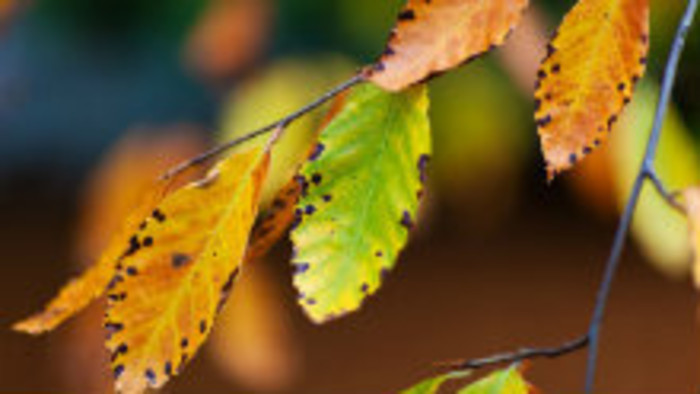 Vzácny strom v Liptovskom Hrádku