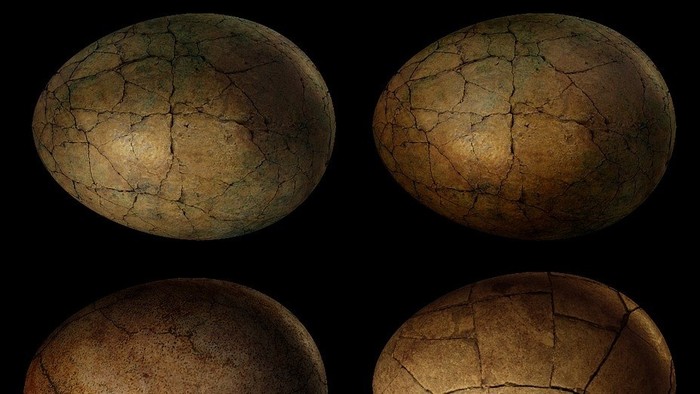 Košický paleontológ skúmal dinosaurie embryo