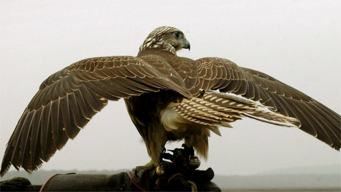 Würgfalke: Der wertvolle Raubvogel wird mithilfe der Technik geschützt