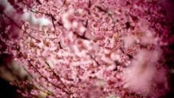 Koniec aleje japonskej čerešne v Skalici